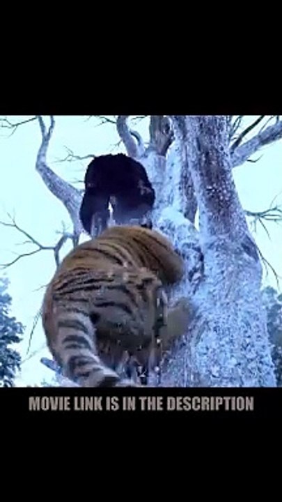 Tiger Fight Scene | Part 2