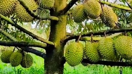 Hương sầu riêng muộn