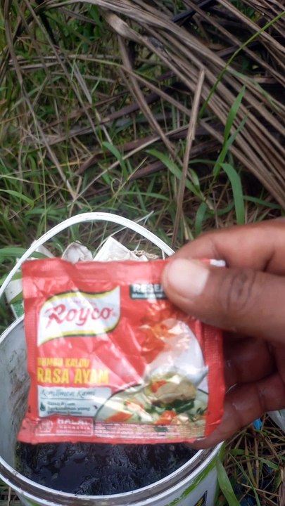 Umpan memancing ikan nila