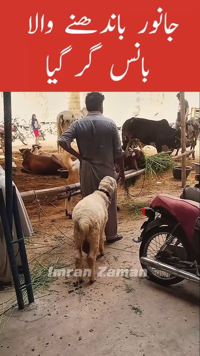 Janwar Bandhany Wala Baans Gir Gaya 