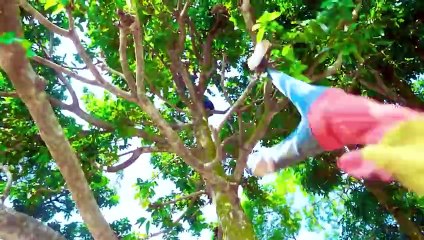 Shaktiman And Monkey Special Trending Funny Comedy Video 2024Amazing Comedy Video 2024 Episode 272