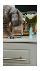 Cat trying to drink water