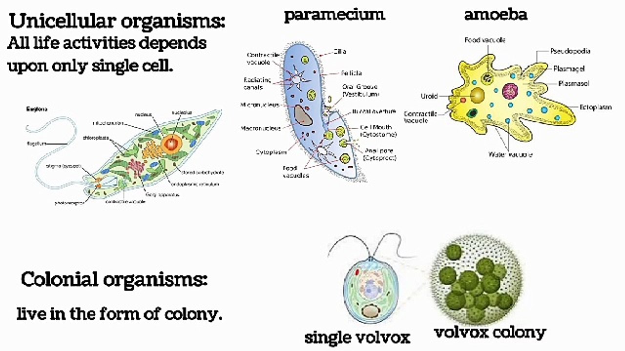 cellular organization| 9 class biology | lecture # 10 | Introduction to biology | chapter # 1