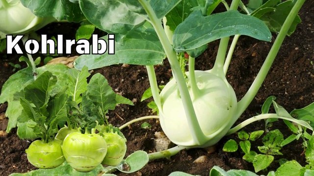 K is for Kohlrabi Fun and Educational Alphabet Song for Kids Learn ABCs with Vegetables