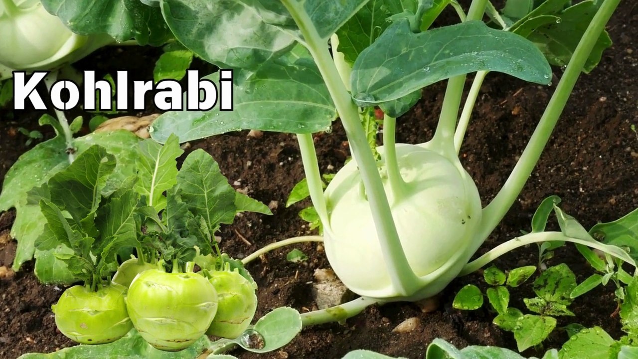 K is for Kohlrabi  Fun and Educational Alphabet Song for Kids  Learn ABCs with Vegetables