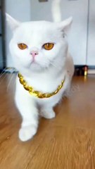 funny cute cat and kitten videos #shorts #catshorts