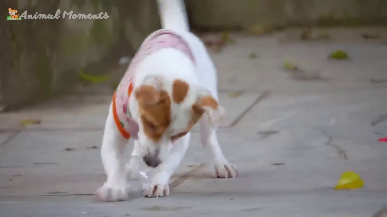 Cute Little Animals - Dog, Cat, Chicken, Elephant, Cow, Tortoise - Animal Sounds