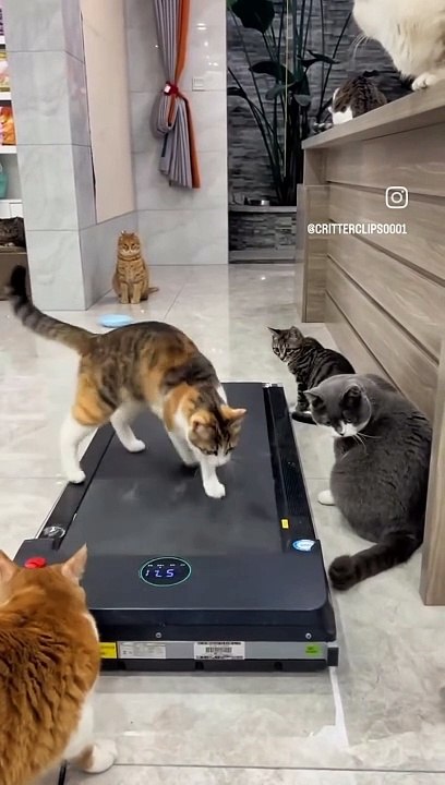 Cat Lovers