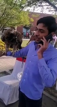 Eagle