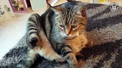 Funniest Cats - Don't Try to Hold Back Laughter