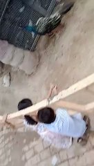 Beautiful city B17 zoo