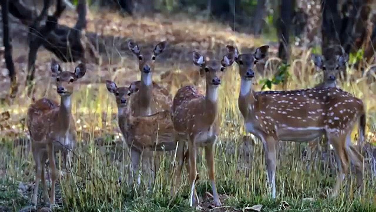 Bengal Tiger on the Hunt  Life in Color with David Attenborough _ Netflix After