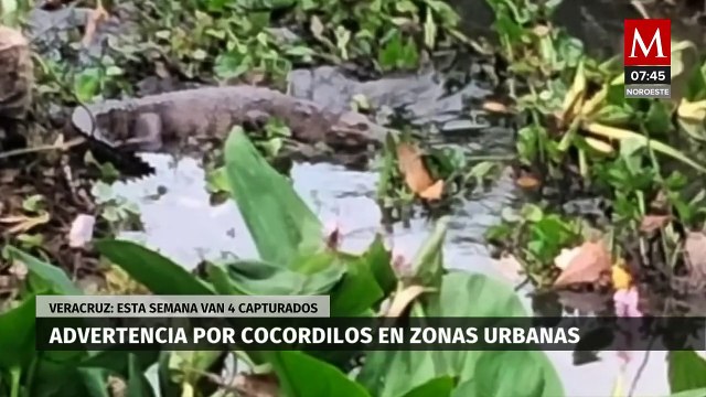 Tras lluvias, advierten presencia de cocodrilos en zonas urbanas de Veracruz