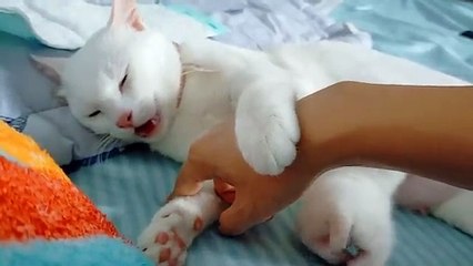 Tingkah lucu owie  mengurus zilly