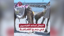 الجمال تساعد الفرنسيين في جمع القمامة