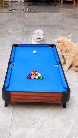 Cat Lovers Video