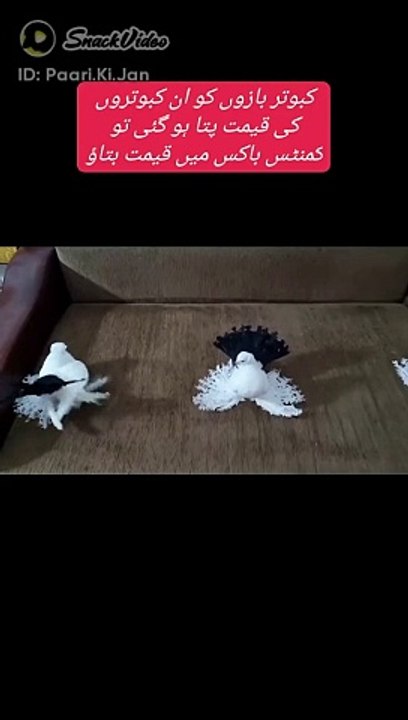 Pigeon