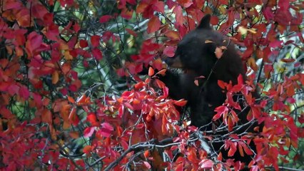 Black Bears: The Most Common Bear in North America