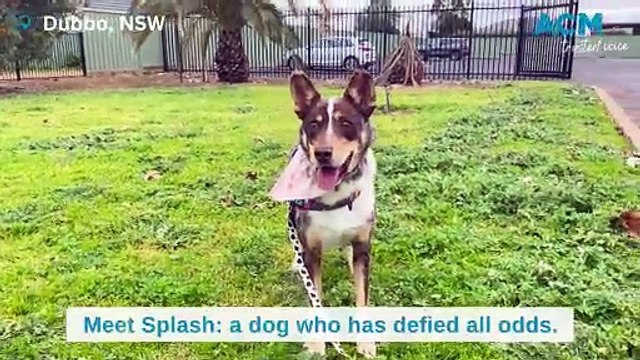 Rescue dog reunites with vets | Daily Liberal | July 2024
