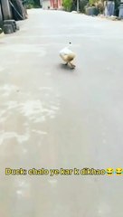 बतख की ऐसी चाल कभी देखी है क्या?