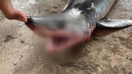 강원 고성 앞바다 청상아리 발견...해경, 안전관리 강화 / YTN