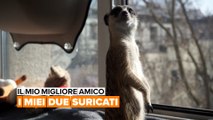 Il mio migliore amico: I miei due suricati