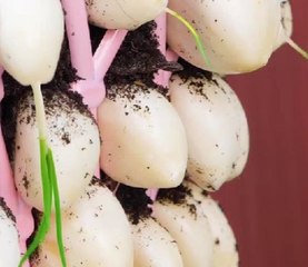 From tiny seed to bountiful harvest!