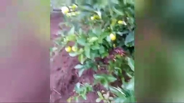 VALLES CRUCEÑOS AFECTADOS POR LAS NEVADAS Y HELADAS