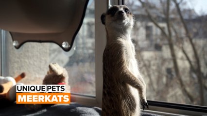 My best friend: Meerkats as pets