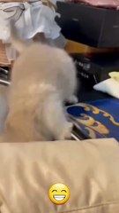 _Funny_cat_videos___cute_cats___Try_not_to_laugh___Cat_videos_Compilation_#shorts__(1080p)