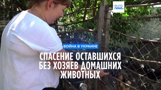 Волонтеры эвакуируют животных из прифронтовой зоны