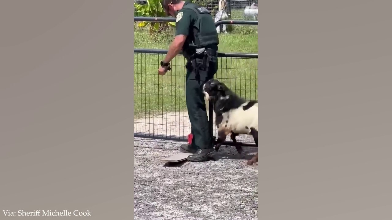 Best Funniest Animal Videos PART 4