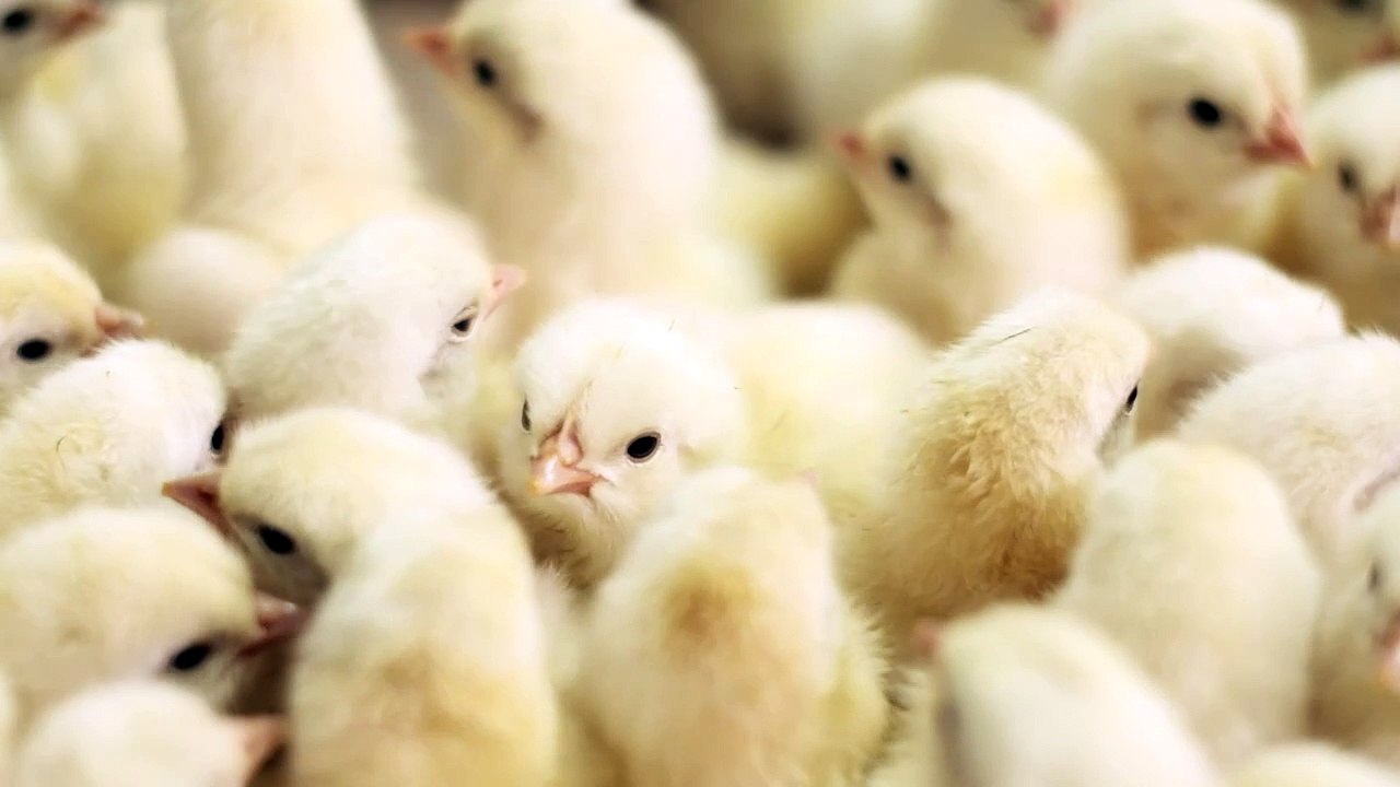 Chicks
