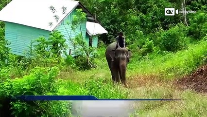 Wisata Alam Bersama Gajah Jinak