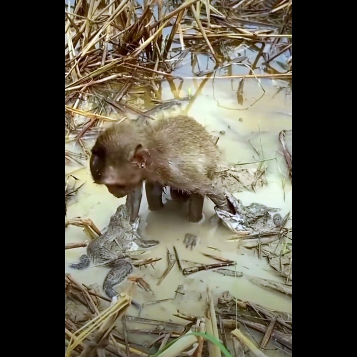 funny animals compilation | Epi37