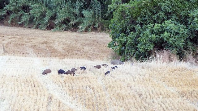 Cinghiali una famiglia nutrita pascola sotto casa mia (prima parte)