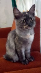 Cinta bertepuk sebelah tangan