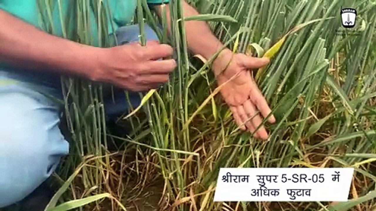 Shriram Super 5-SR-05 Wheat: Outstanding Agricultural Achievement in Nalanda, Bihar