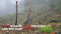 Mujeres de Guerrero plantan miles de pinos donde antes crecían amapolas