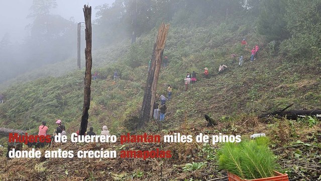 Mujeres de Guerrero plantan miles de pinos donde antes crecían amapolas