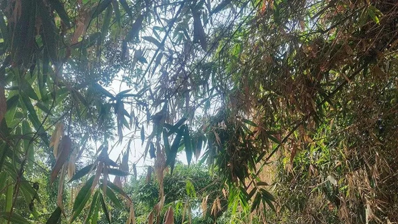 Bihar Weather News: बिहार में कहीं तेज़ बारिश त...