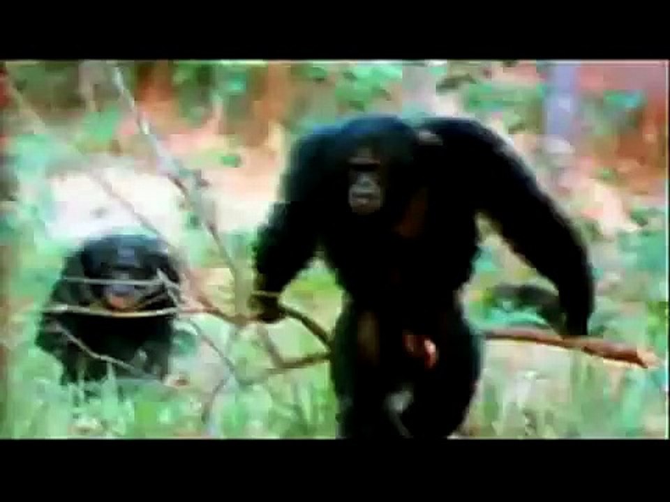 İnsansı Maymunlarda Kendini Tanıma