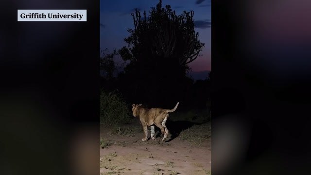 Why did a three-legged lion and his brother cross a predator infested channel in Uganda at night?