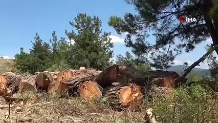 Ağaçların kesilmesi köylüyü göz yaşına boğdu