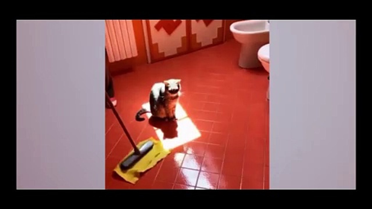 Funny animal vedio