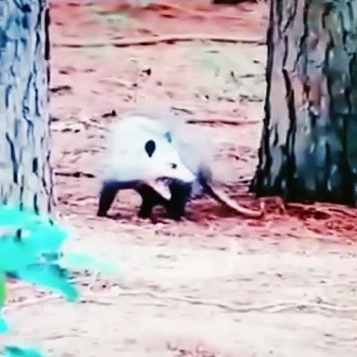 Animal