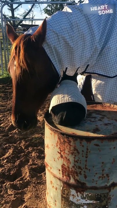 Unlikely Besties! Horse Waits Patiently for Cat to "Saddle Up"