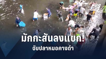 ระดมลงแขก จับกินปลาหมอคางดำ | PPTV Online