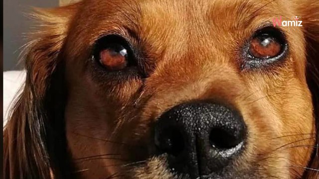 Suite au décès de son maître, cette chienne n'arrive pas à trouver une famille qui peut gérer son souci de santé