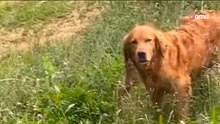 Golden retriever vindt ongewone metgezel tijdens wandeling. Zijn verzorger legt het schattige tafereel vast